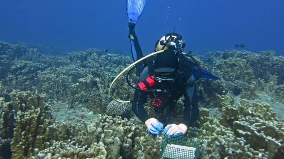 GOOD-OARS-CLAP-COPAS Summer School on ocean deoxygenation and acidification, 6-12 November 2023, La Serena, Chile